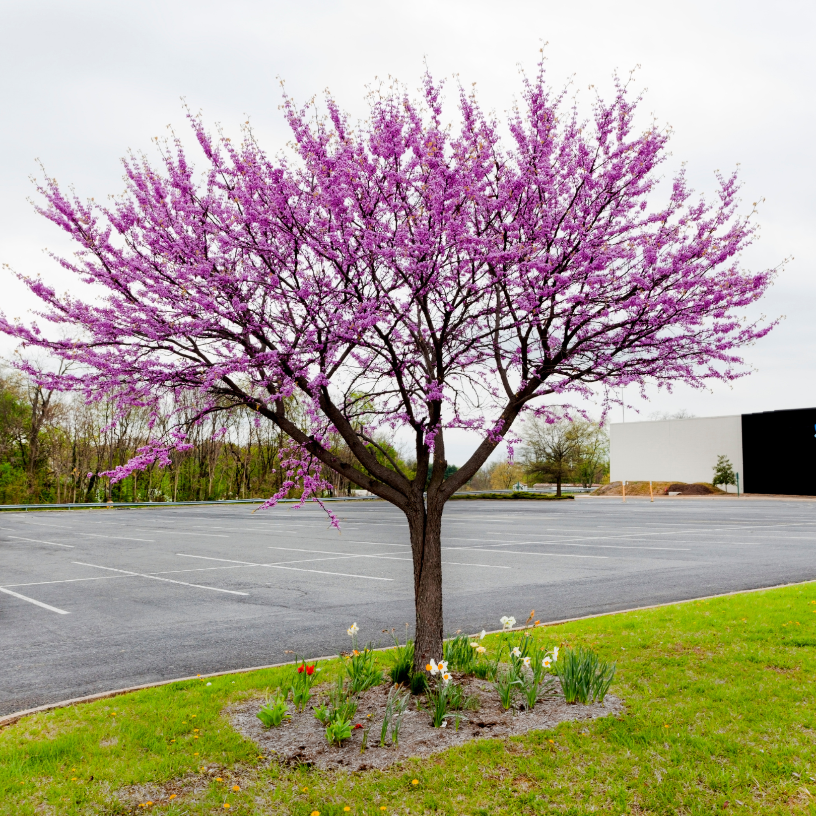 Redbud, Eastern