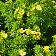 Potentilla, Mango Tango