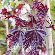 Maple, Royal Red