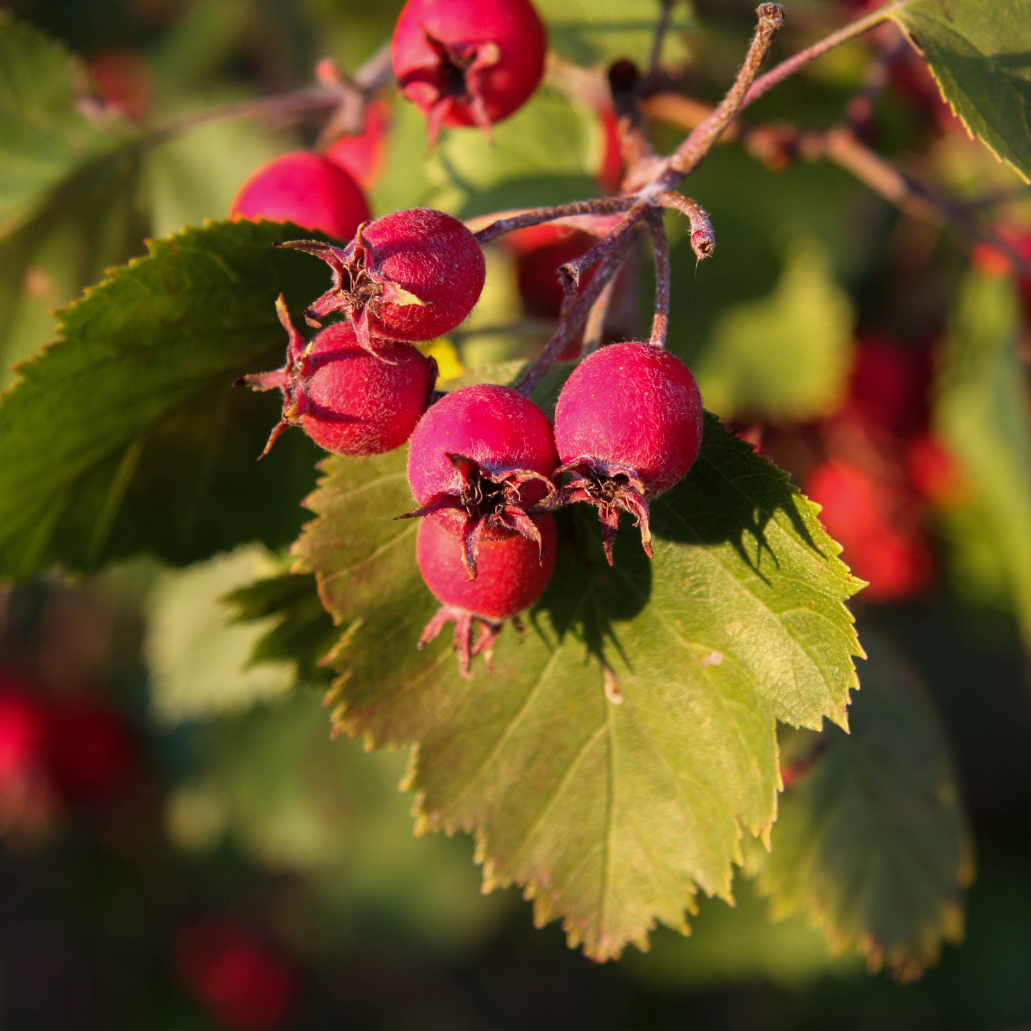 Hawthorn, Russian