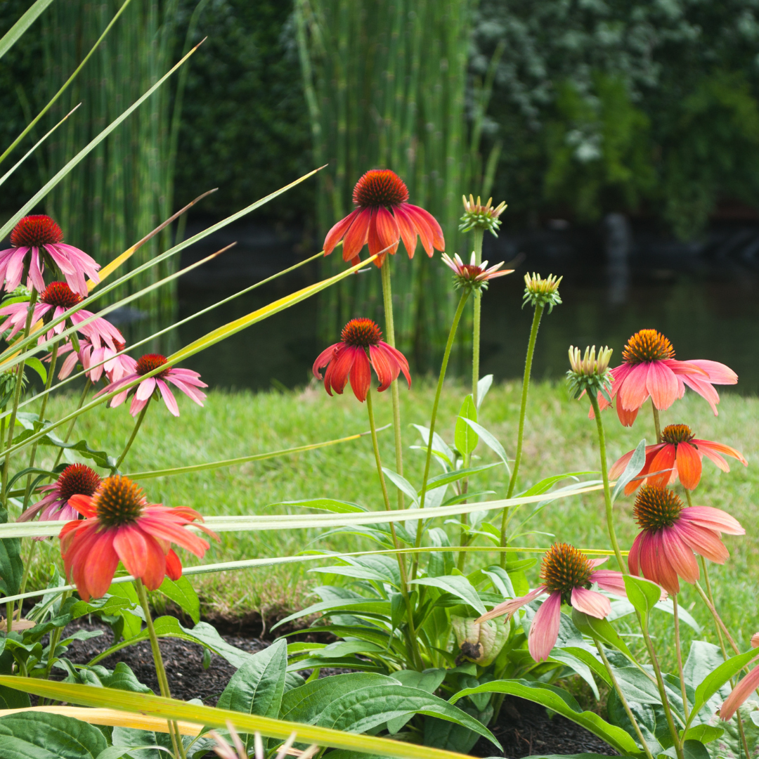 Coneflower, Cheyenne Spirit