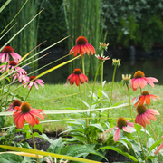 Coneflower, Cheyenne Spirit