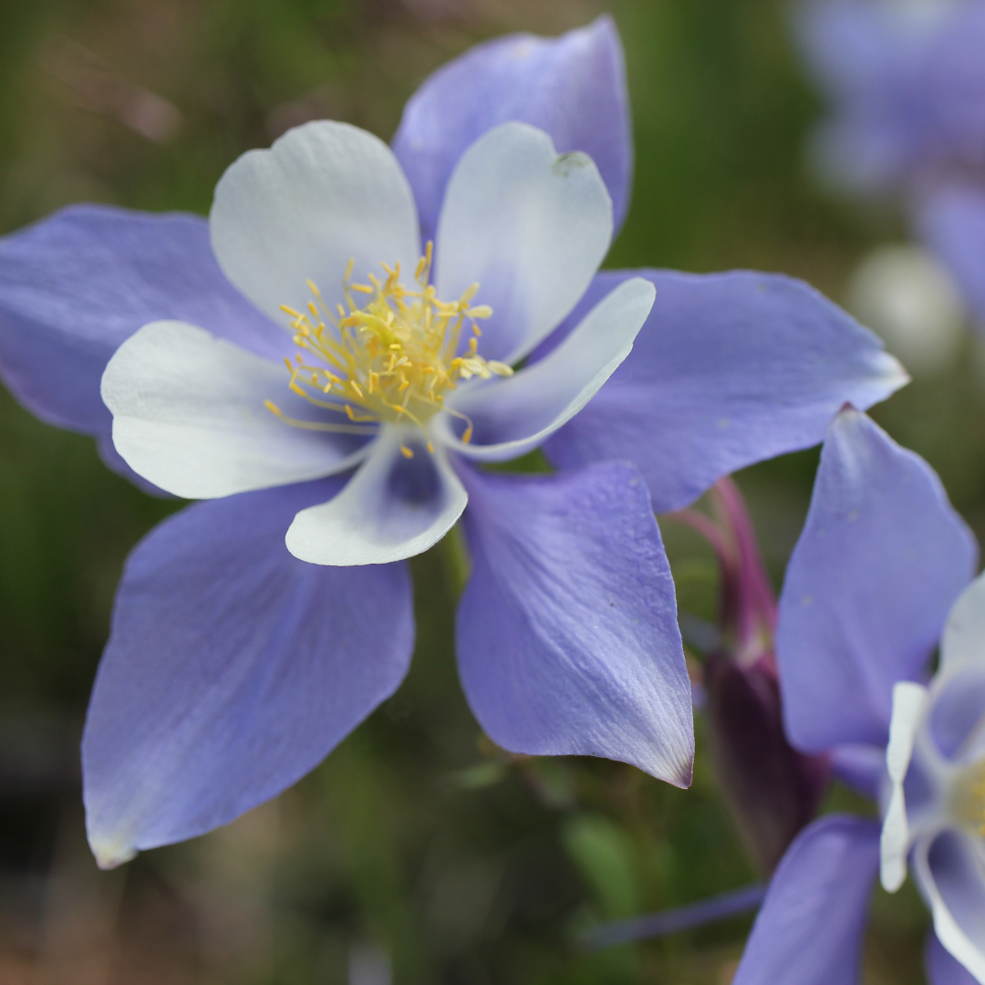 Columbine, Rocky Mountain