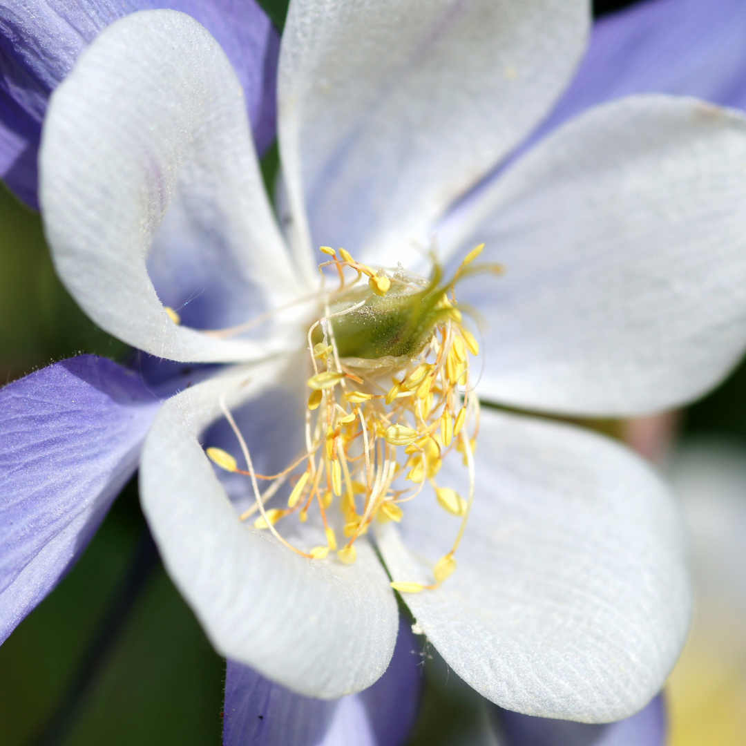 Columbine, Songbird Bluebird