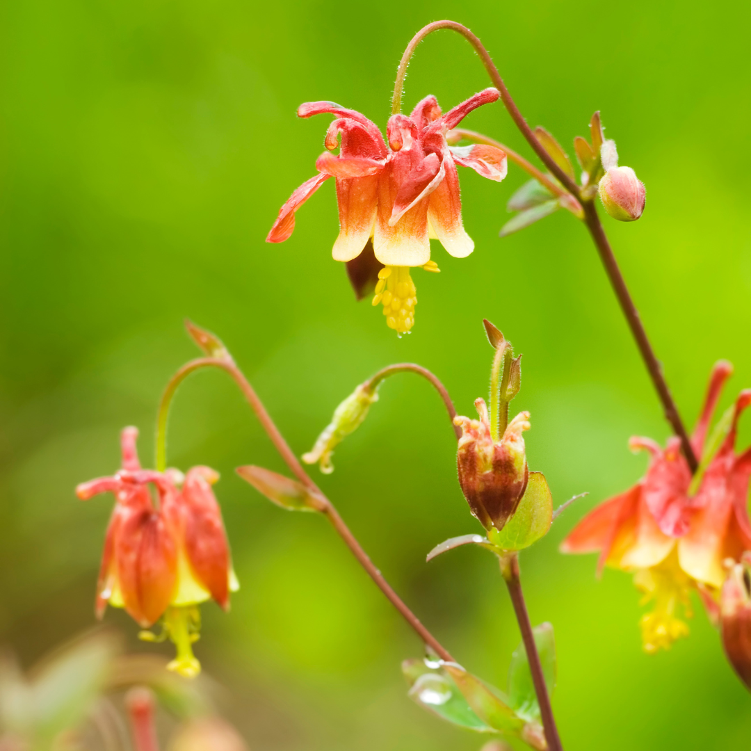 Columbine, Little Lanterns