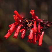 Penstemon, Scarlet Bugler