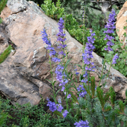 Penstemon, Rocky Mountain
