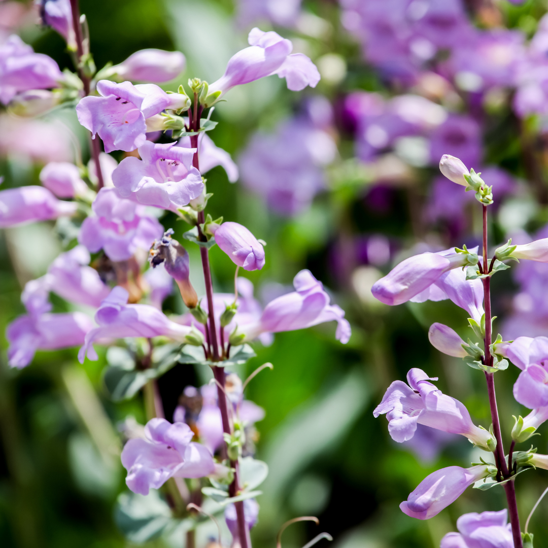 Penstemon, Pikes Peak Purple