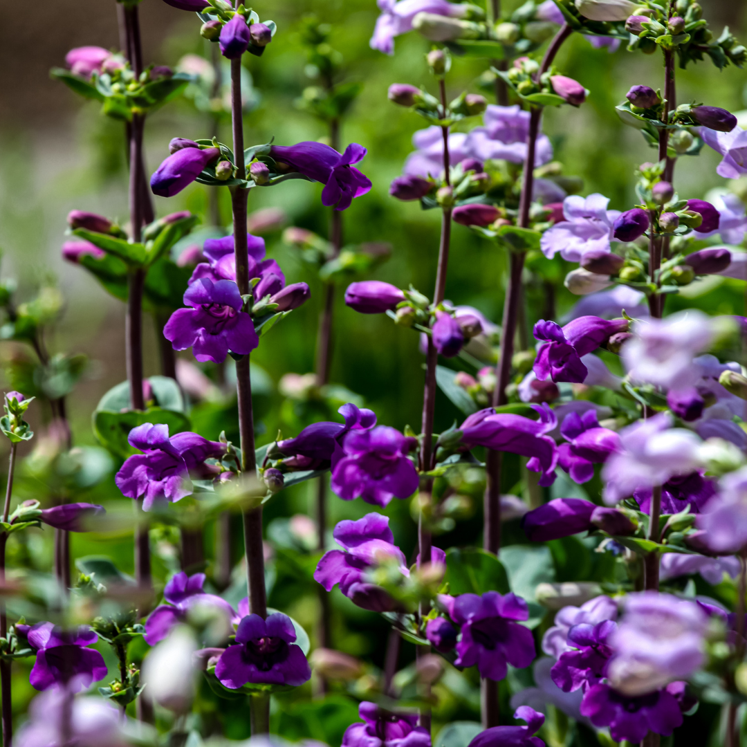 Penstemon, Pikes Peak Purple