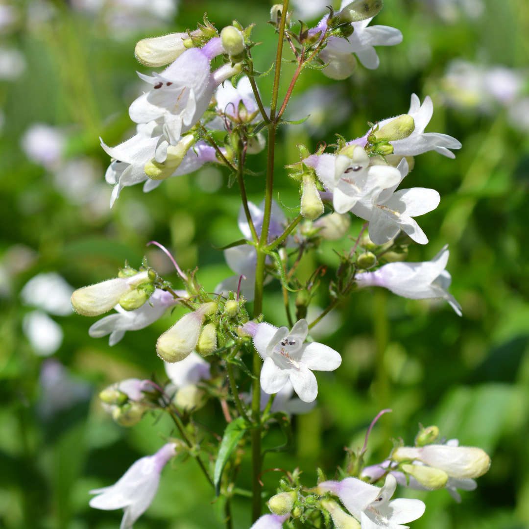 Penstemon, Husker Red