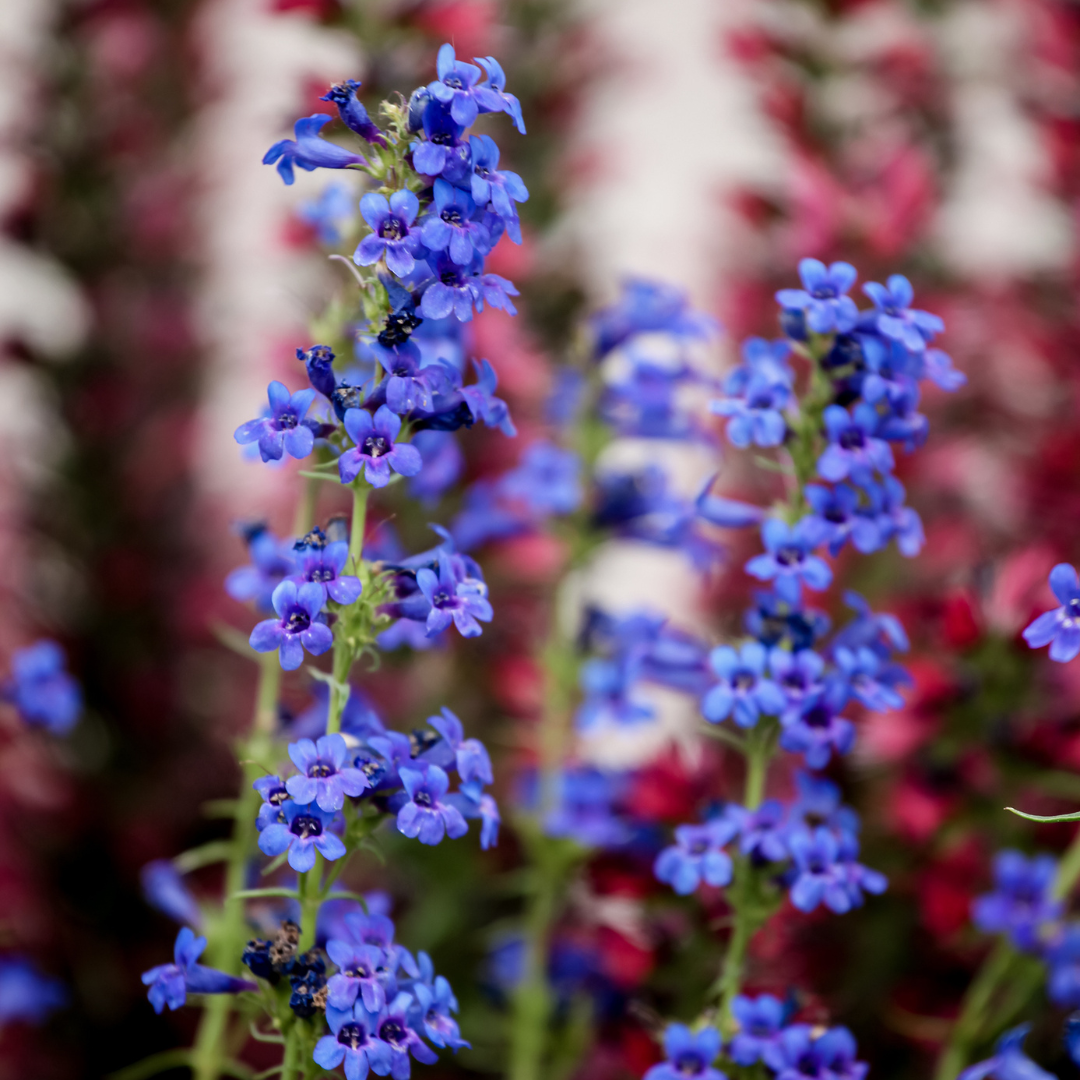 Penstemon, Grand Mesa