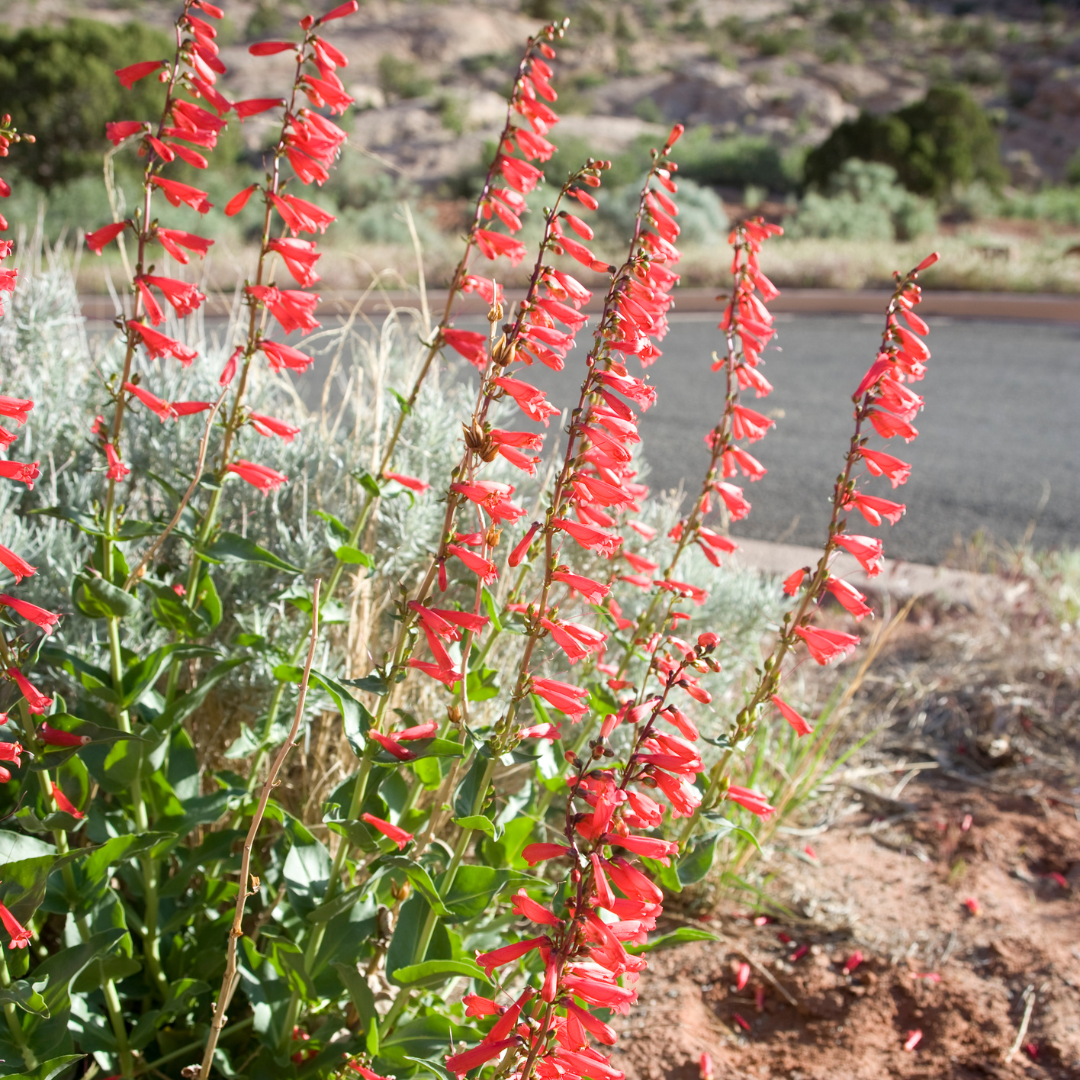Penstemon, Firecracker