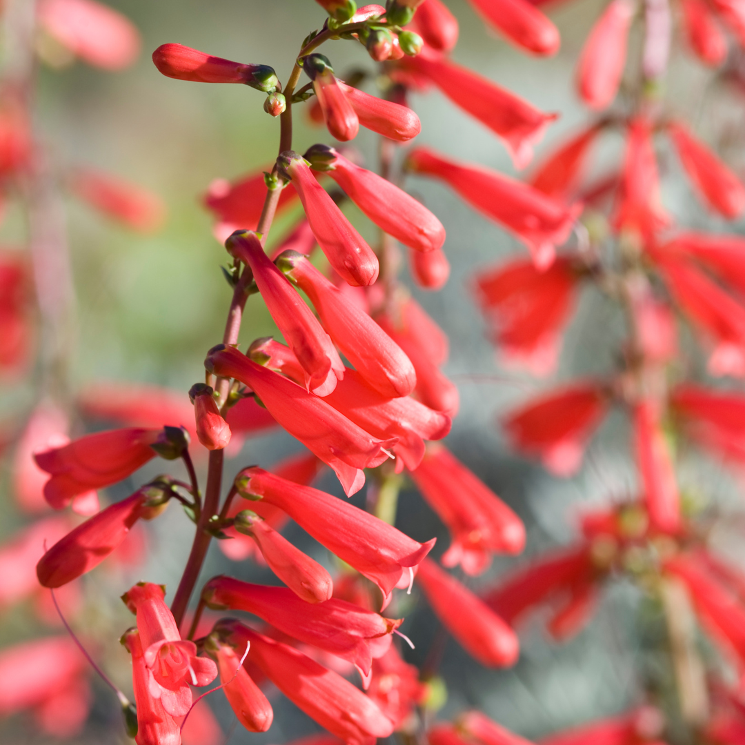 Penstemon, Firecracker