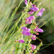 Penstemon, Elfin Pink