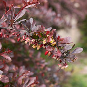 Barberry, Redleaf