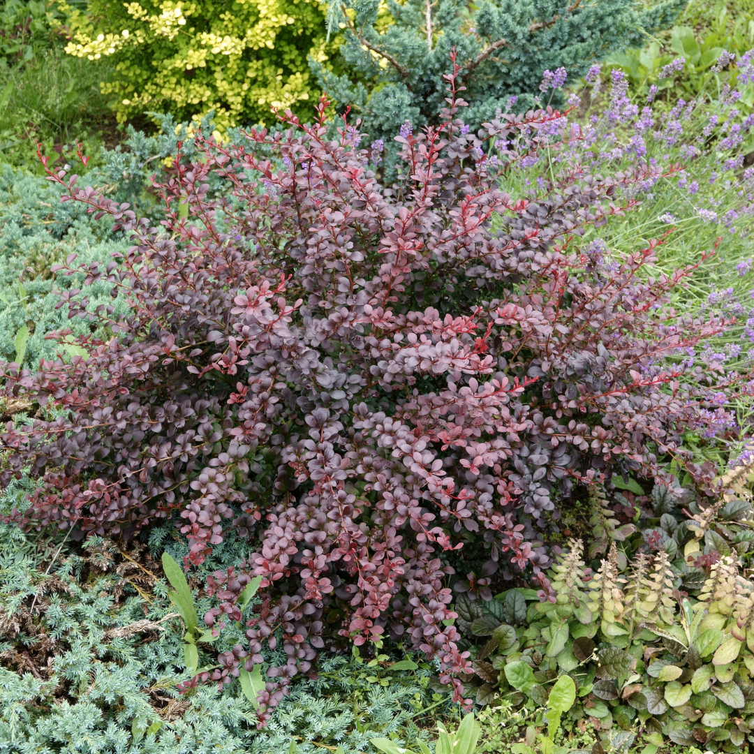 Barberry  Crimson Pygmy