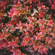 Barberry, Admiration