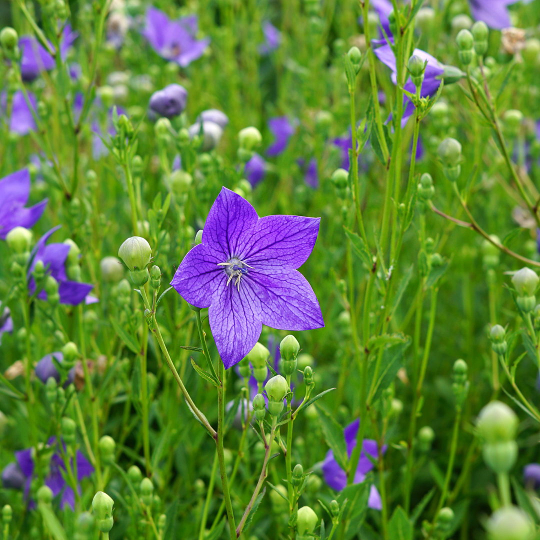Balloon Flower