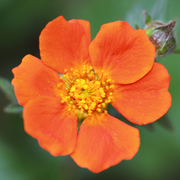 Avens, Boris