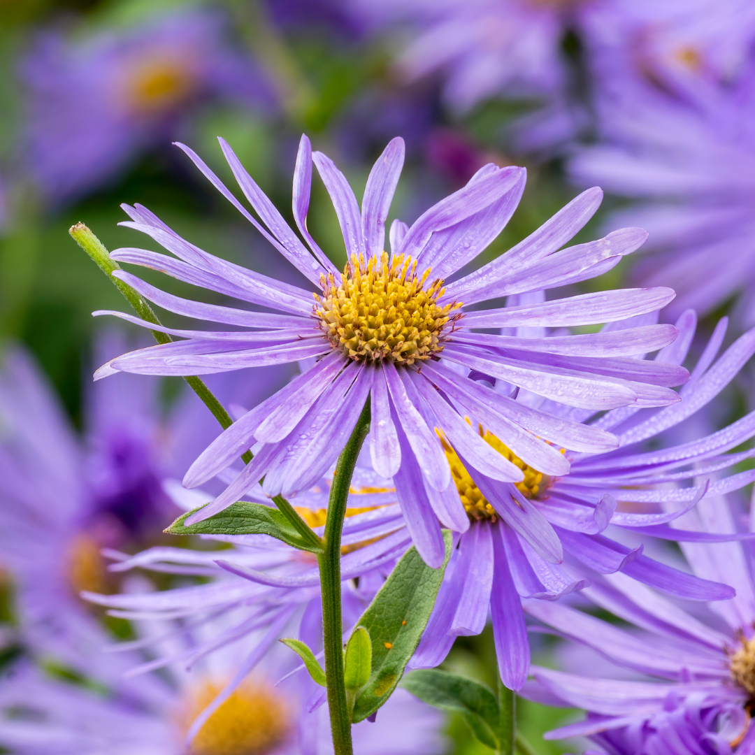 Aster, Monch