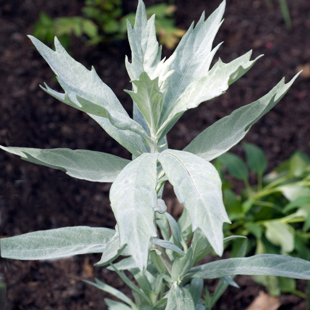 Artemisia, Valerie Finnis