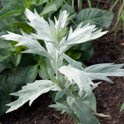 Artemisia, Valerie Finnis