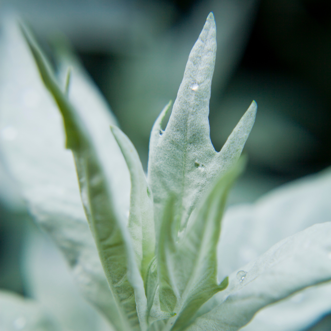 Artemisia, Valerie Finnis