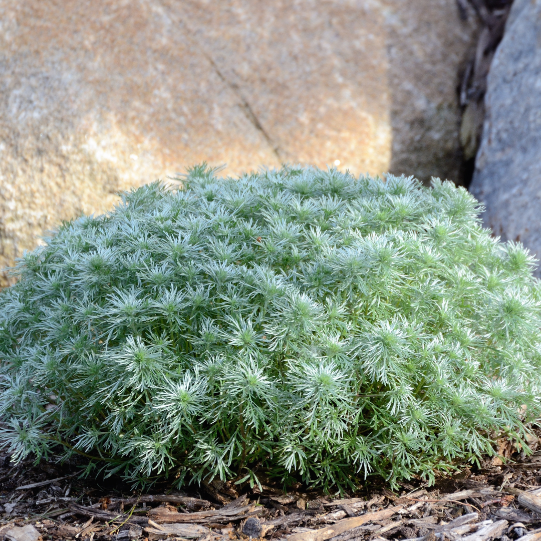 Artemisia, Silver Mound