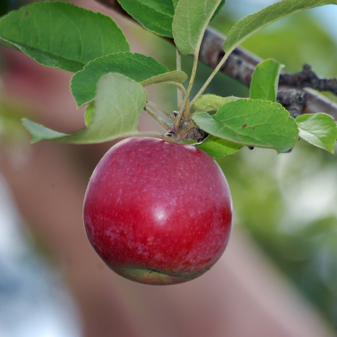 Apple, Red McIntosh