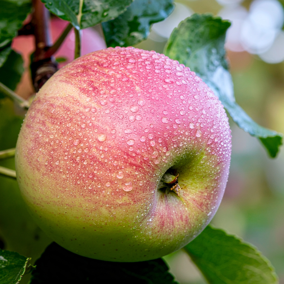 Apple, Pink Lady