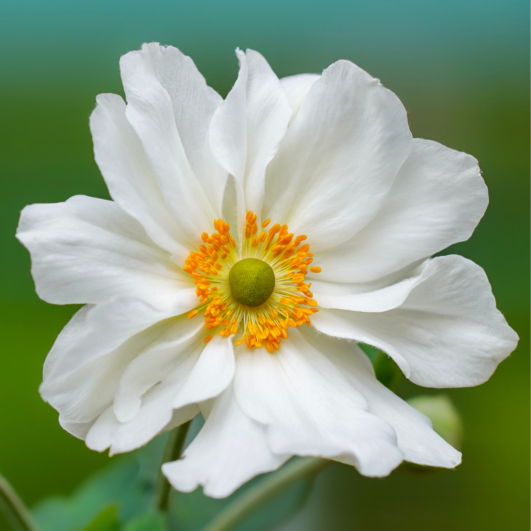Anemone, Whirlwind