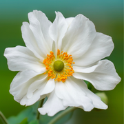 Anemone, Whirlwind
