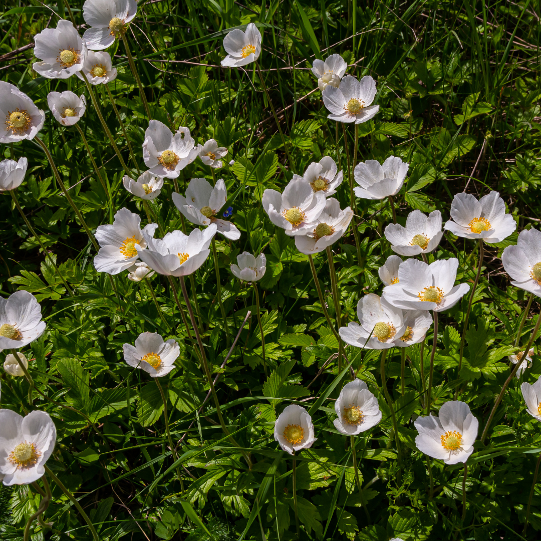 Anemone, Snowdrop
