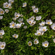 Anemone, Snowdrop