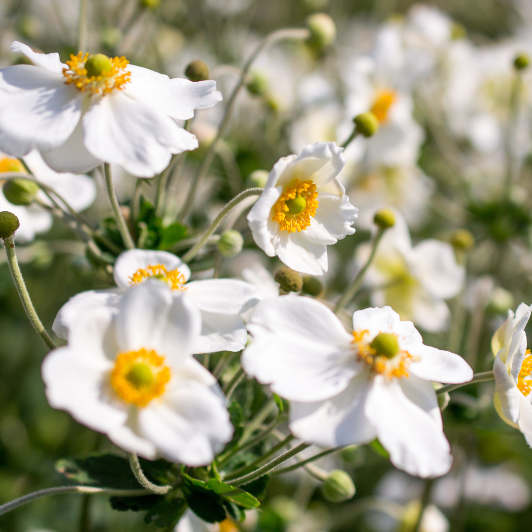 Anemone, Honorine Jorbert