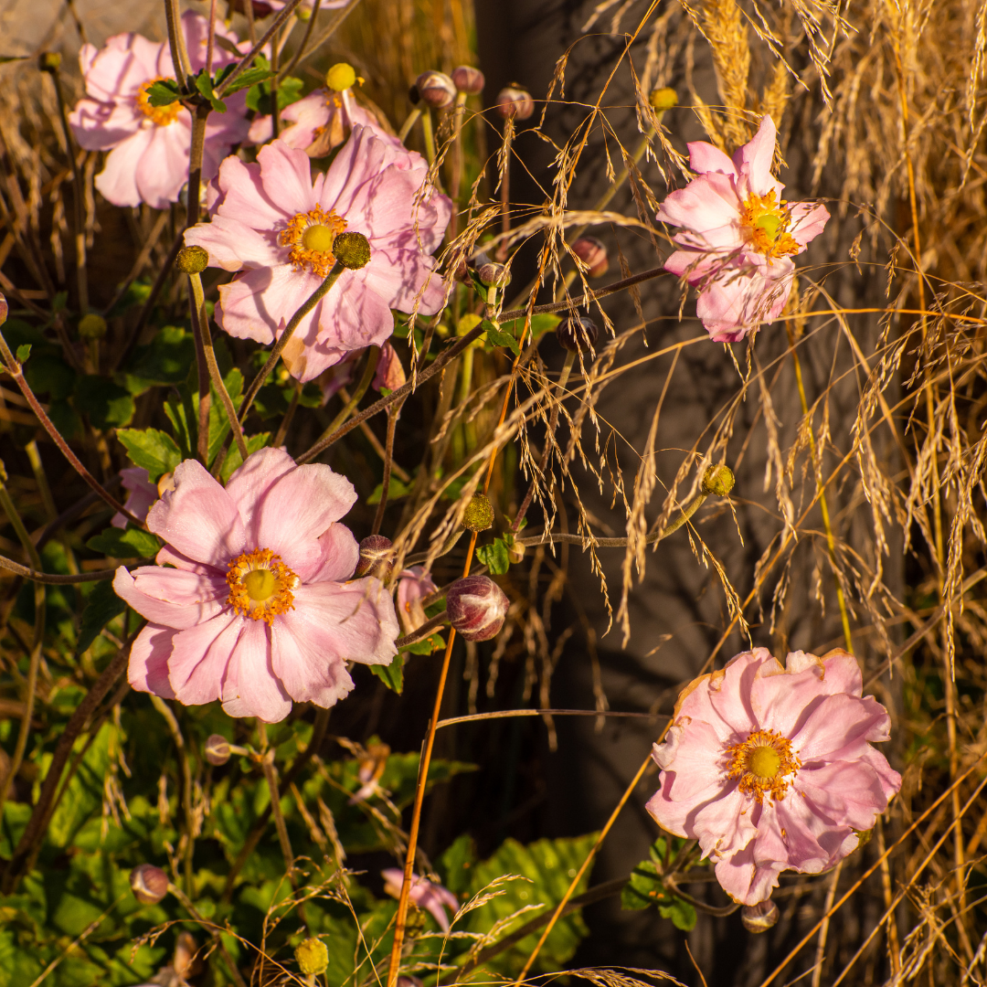 Anemone, Grape Leaf