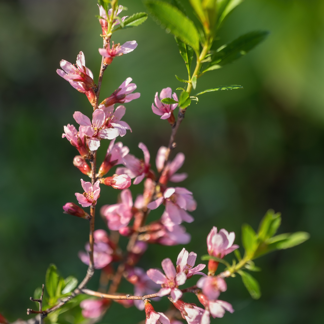 Almond, Dwarf Russian