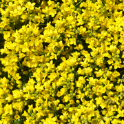 Allysum, Mountain Gold