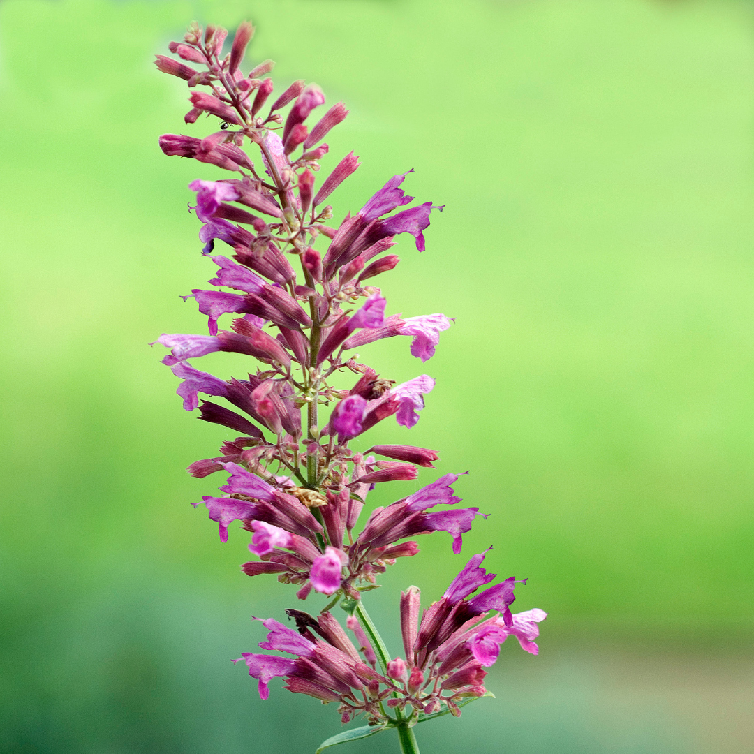 Agastache, Sonoran Sunset