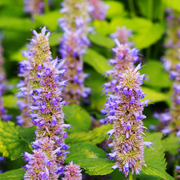 Agastache, Golden Jubilee