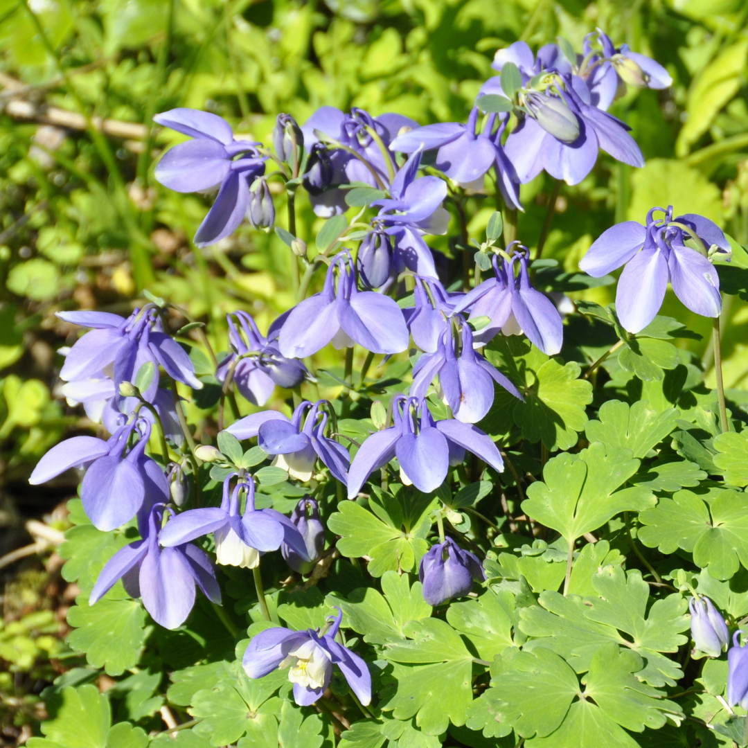 Columbine, Alpine