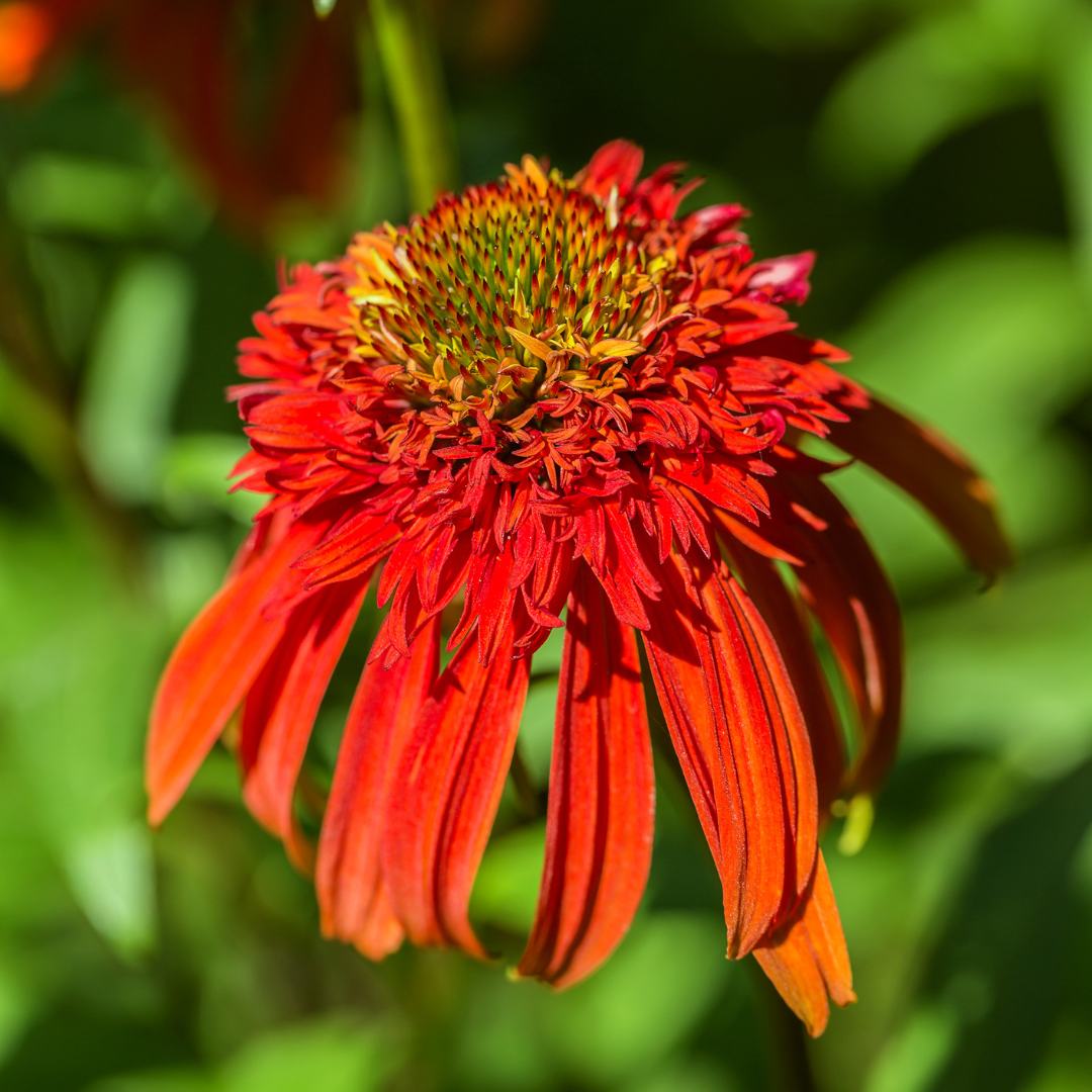 Coneflower, Hot Papaya