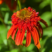 Coneflower, Hot Papaya