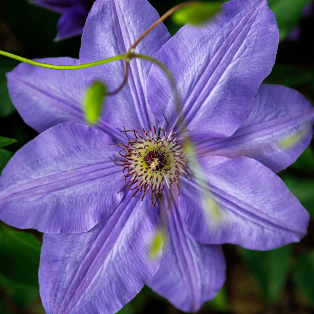 Clematis, Ramona