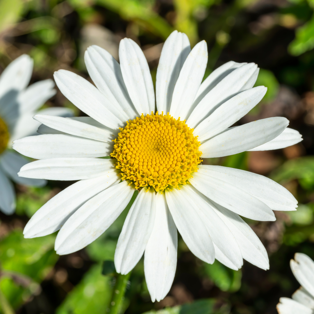 Daisy, Snowcap Shasta