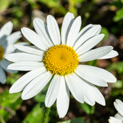 Daisy, Snowcap Shasta