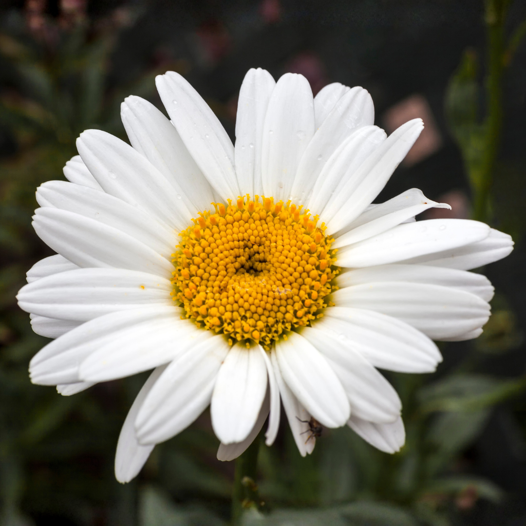 Daisy, Becky Shasta