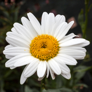 Daisy, Becky Shasta