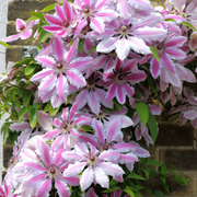 Clematis, Nelly Moser