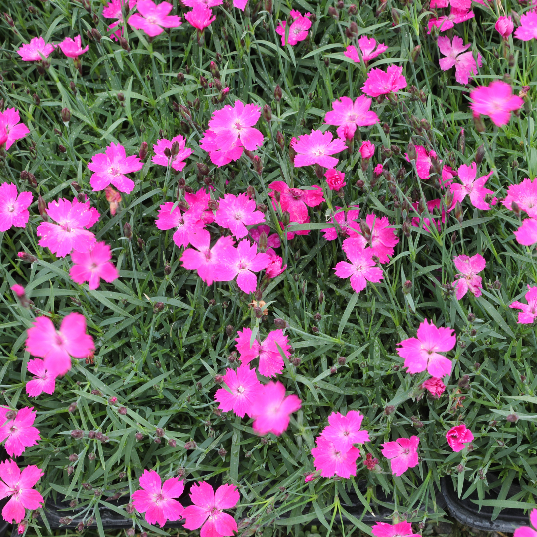 Dianthus, Kahori